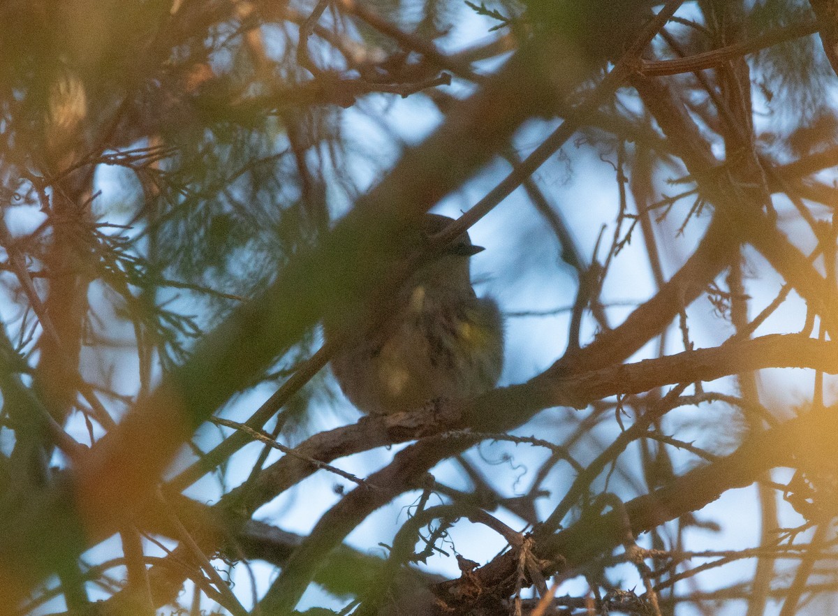 キヅタアメリカムシクイ - ML644895174