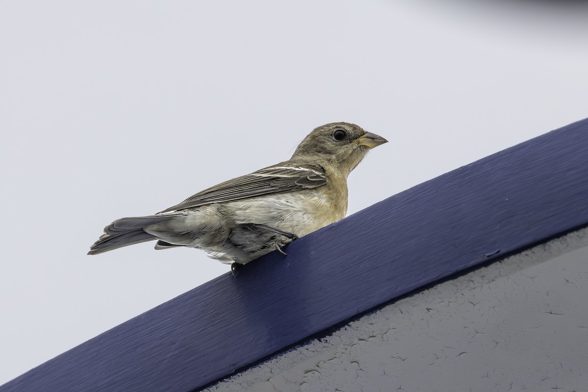 Lazuli Bunting - ML644895179