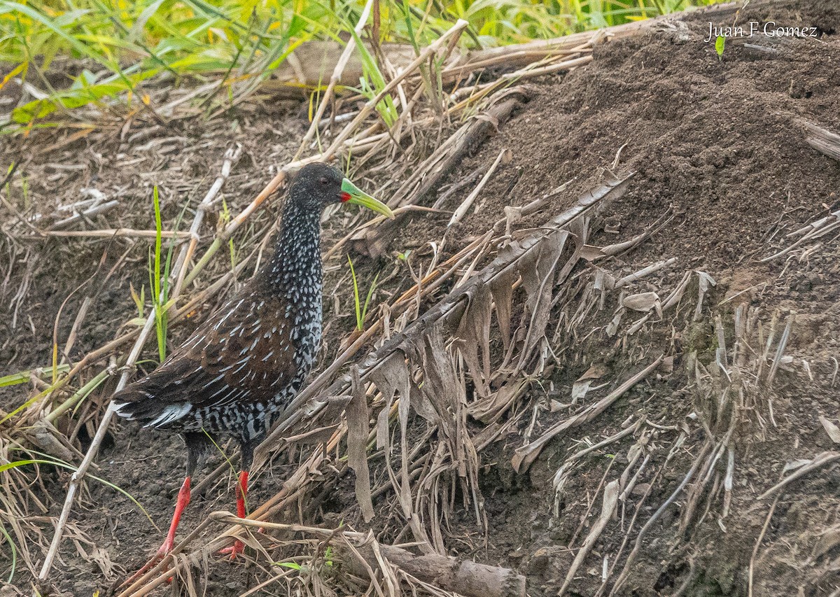 Spotted Rail - ML644895183