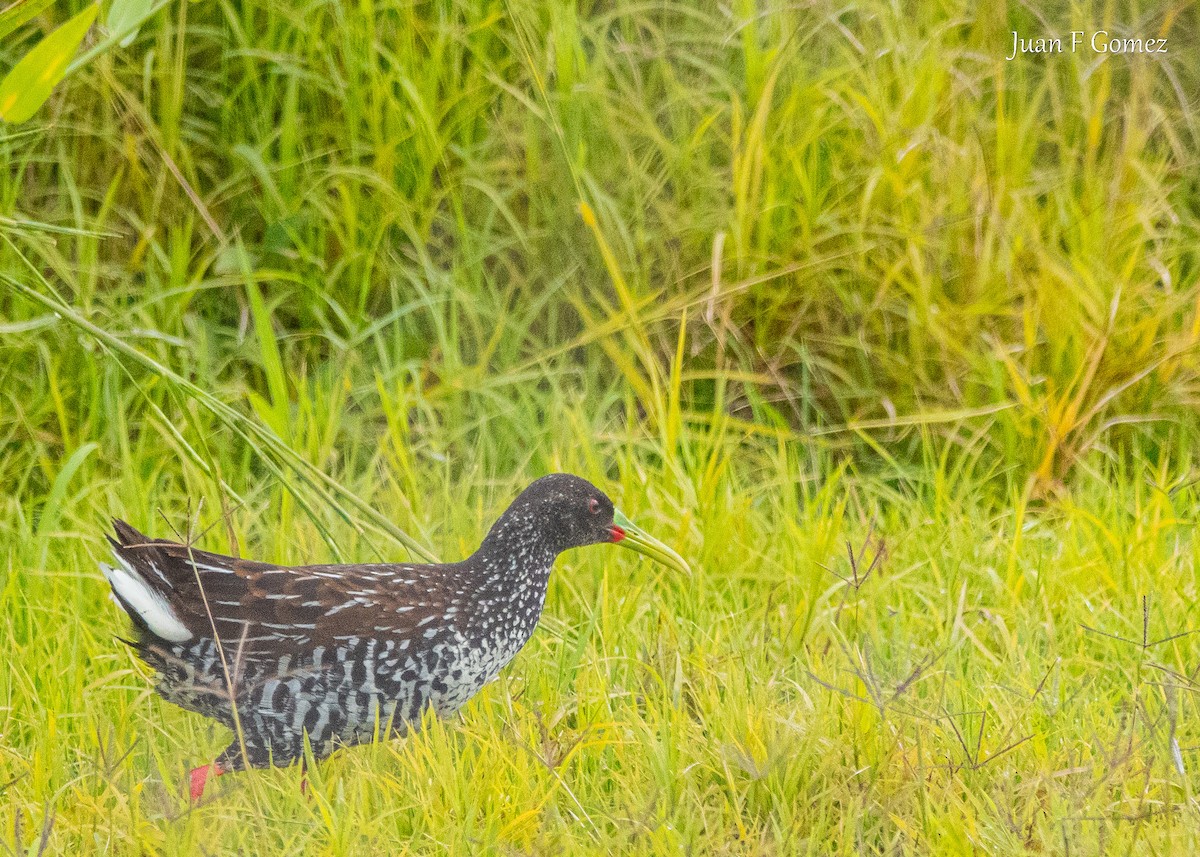 Spotted Rail - ML644895184