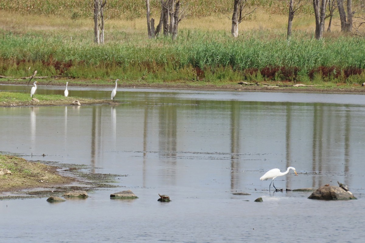 Garceta Grande - ML644895187