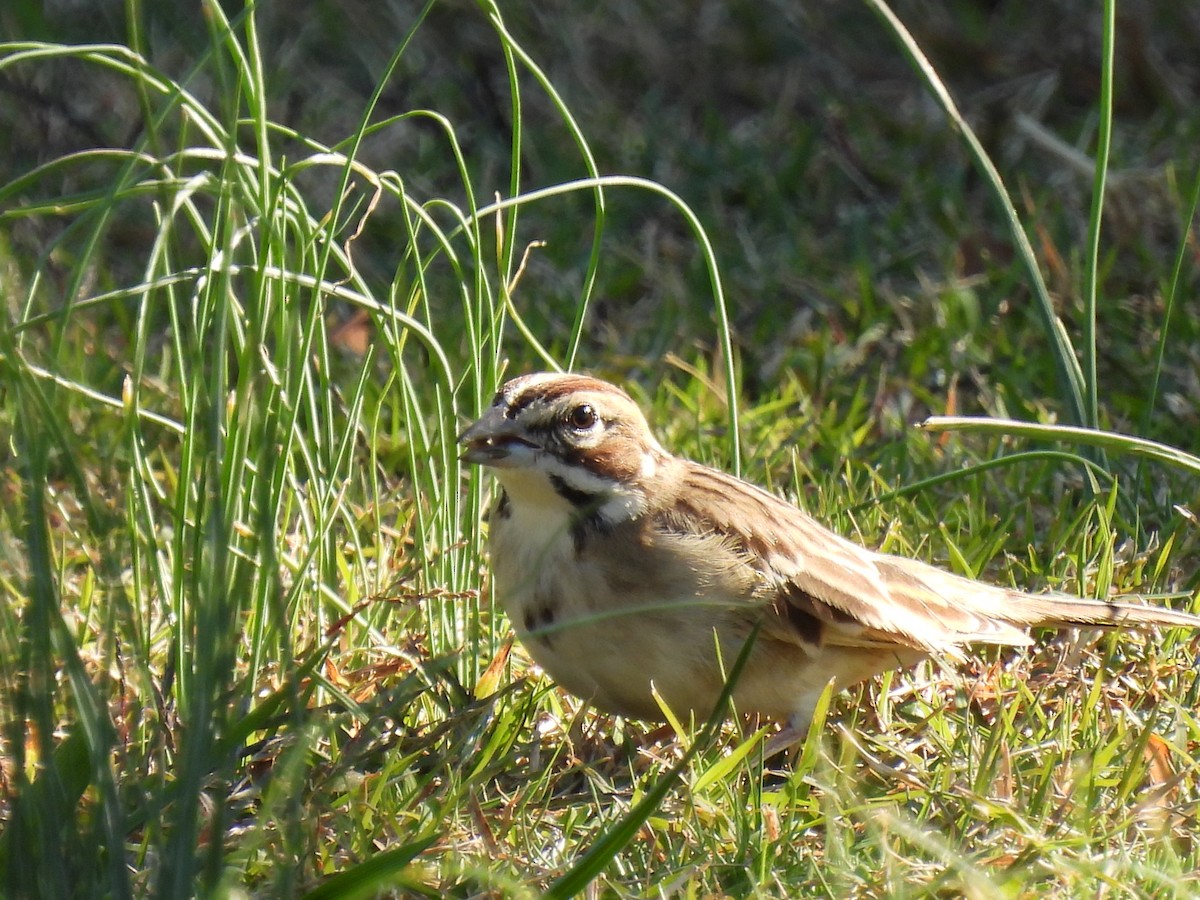 Lark Sparrow - ML644895207