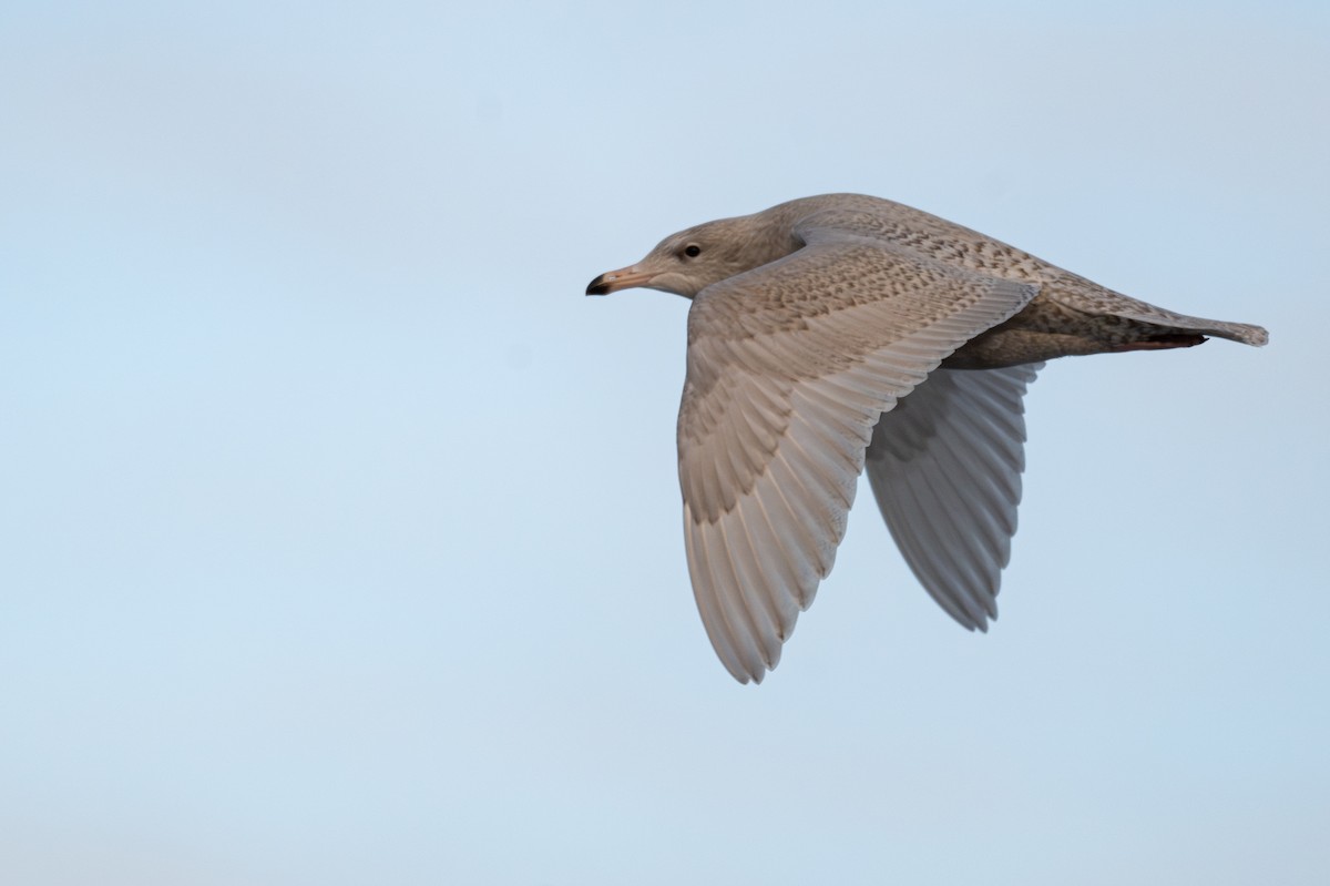 Ipar-kaioa - ML644895216