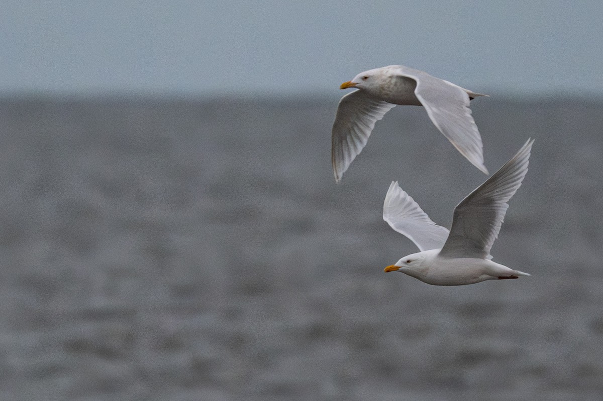 Ipar-kaioa - ML644895218