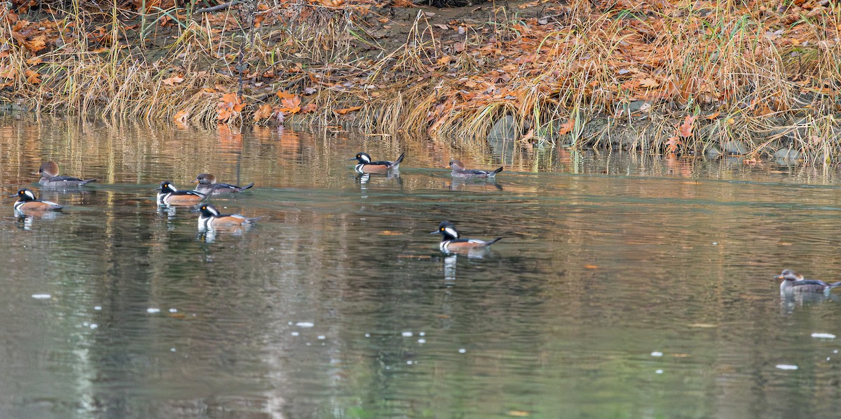 Hooded Merganser - ML644895220