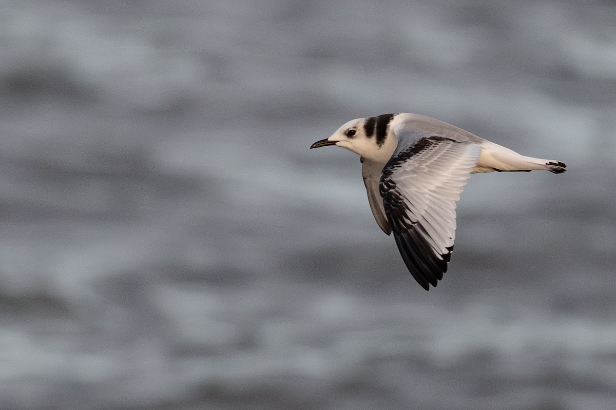 Моевка - ML644895222