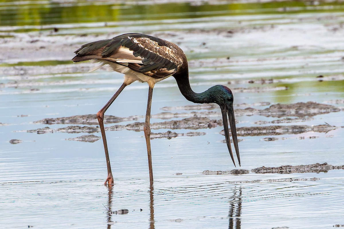 čáp černokrký - ML644895225