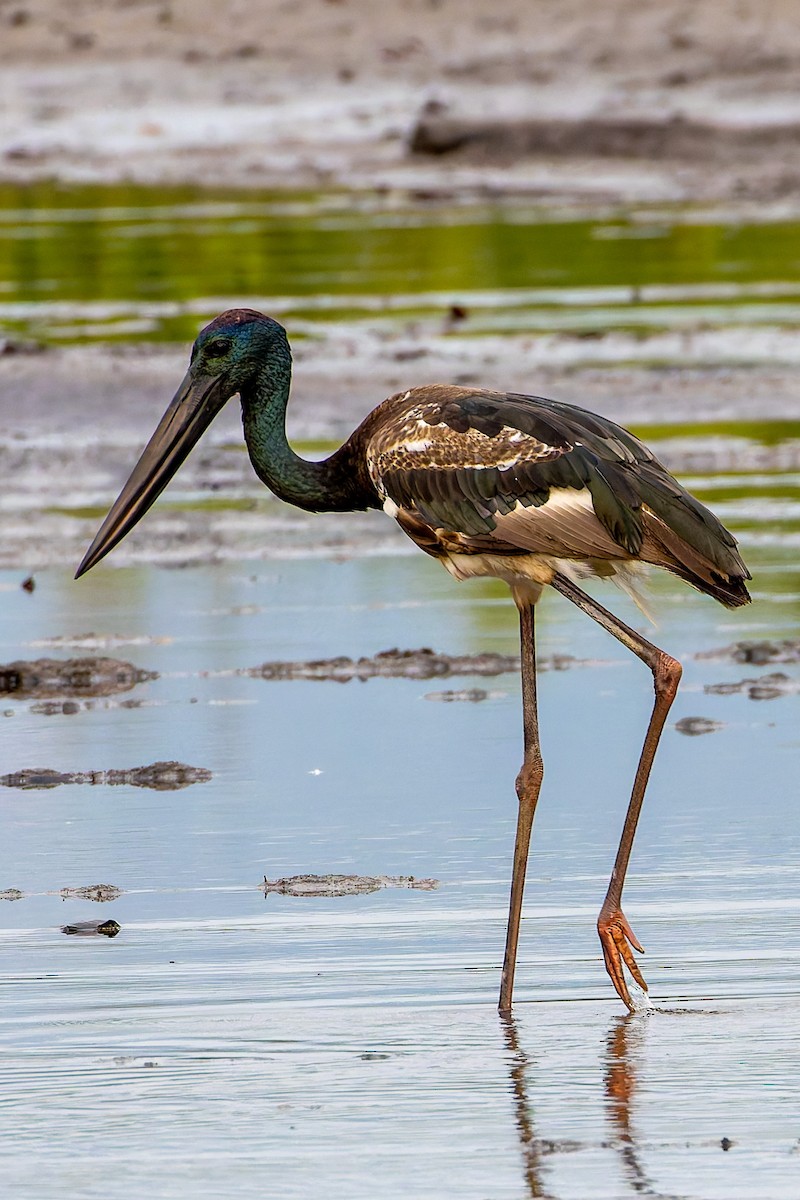 čáp černokrký - ML644895226