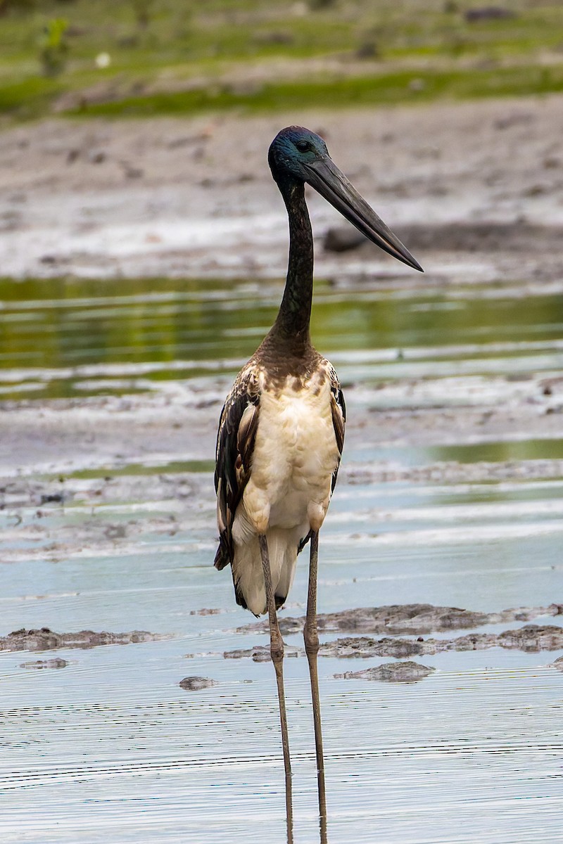 čáp černokrký - ML644895227