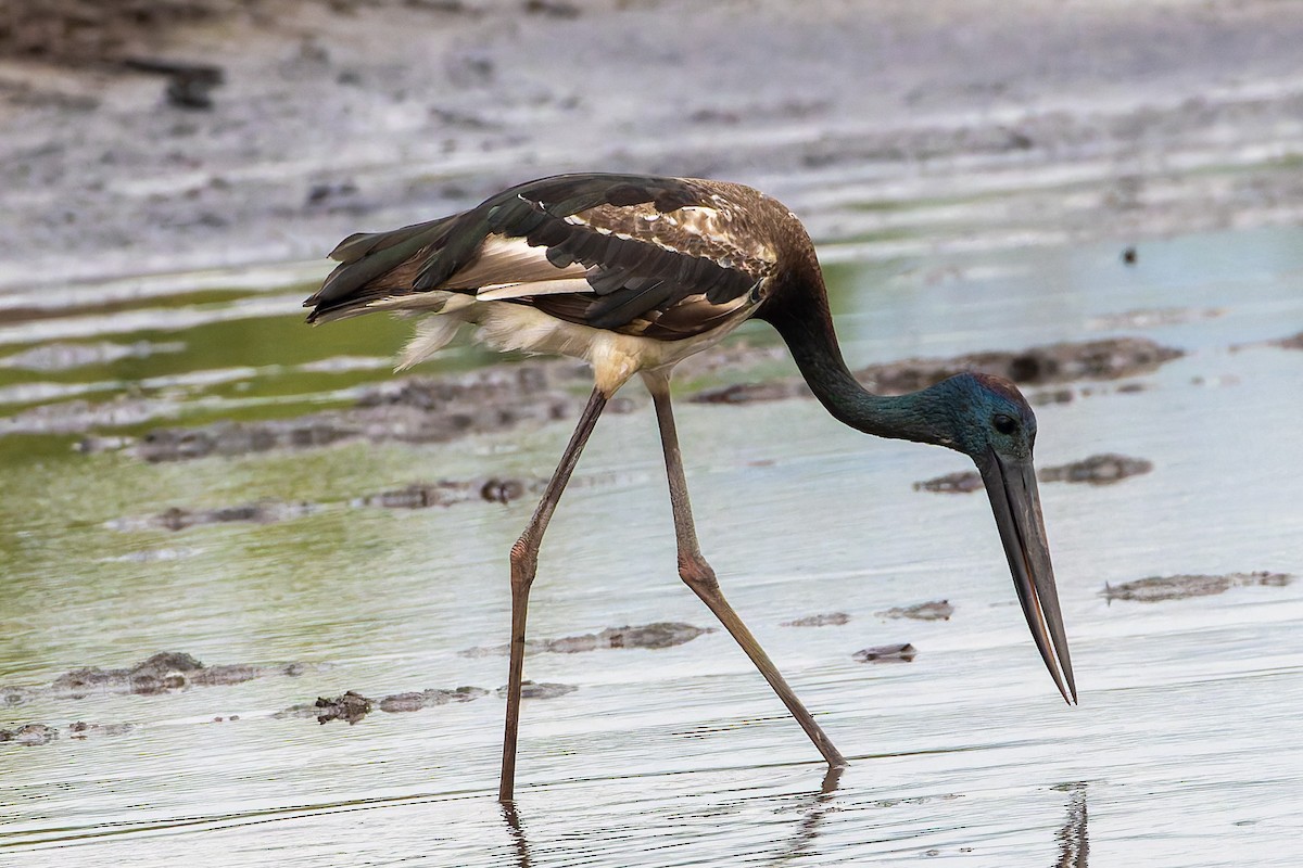 čáp černokrký - ML644895228