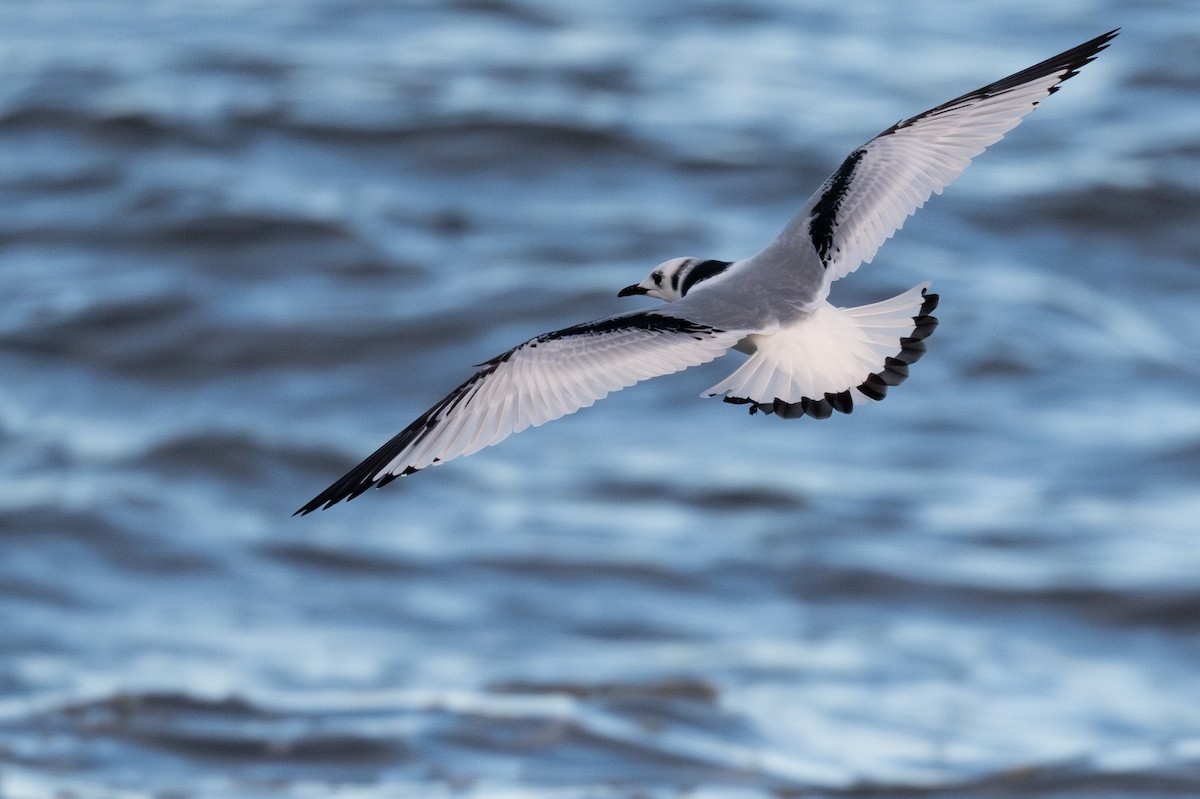 Моевка - ML644895231