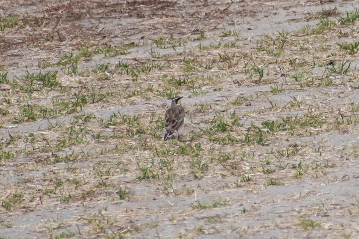 ハマヒバリ - ML644895232