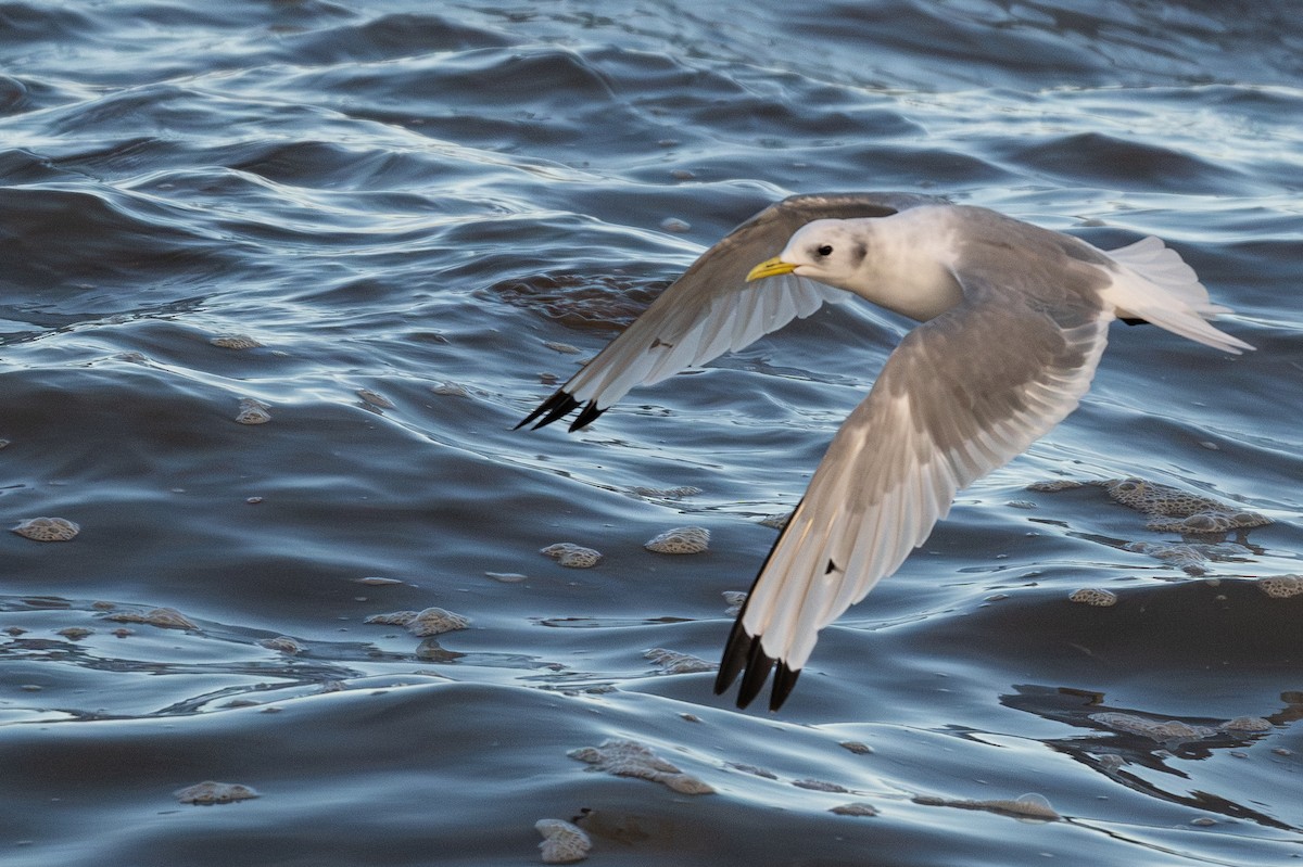 Моевка - ML644895233