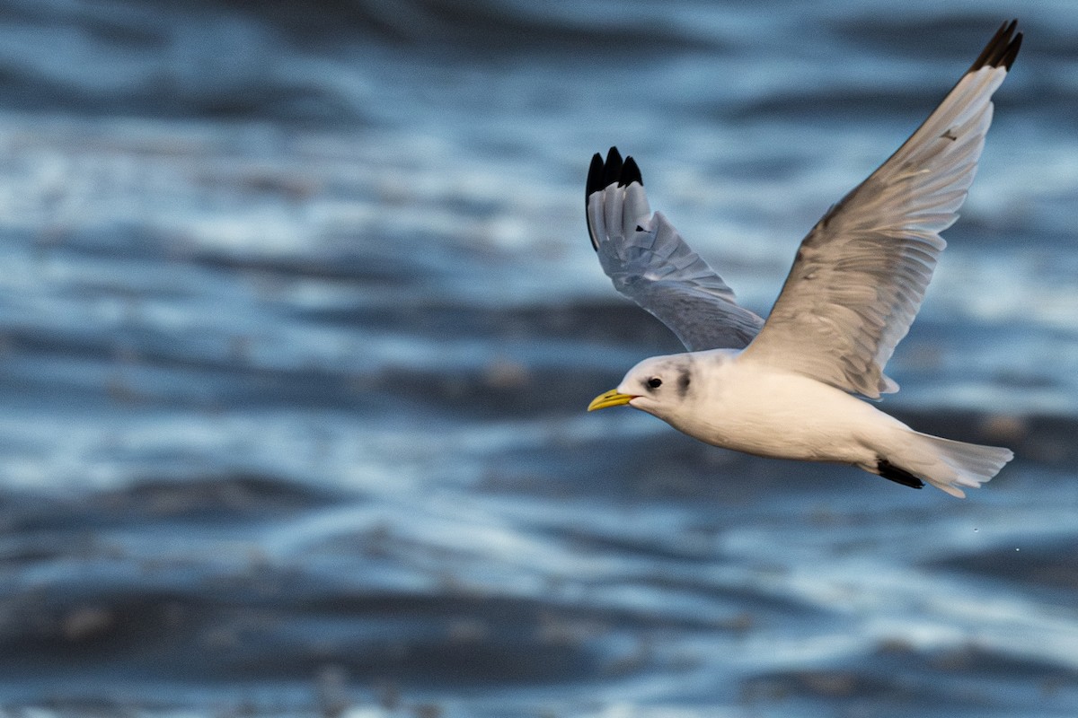 Моевка - ML644895238