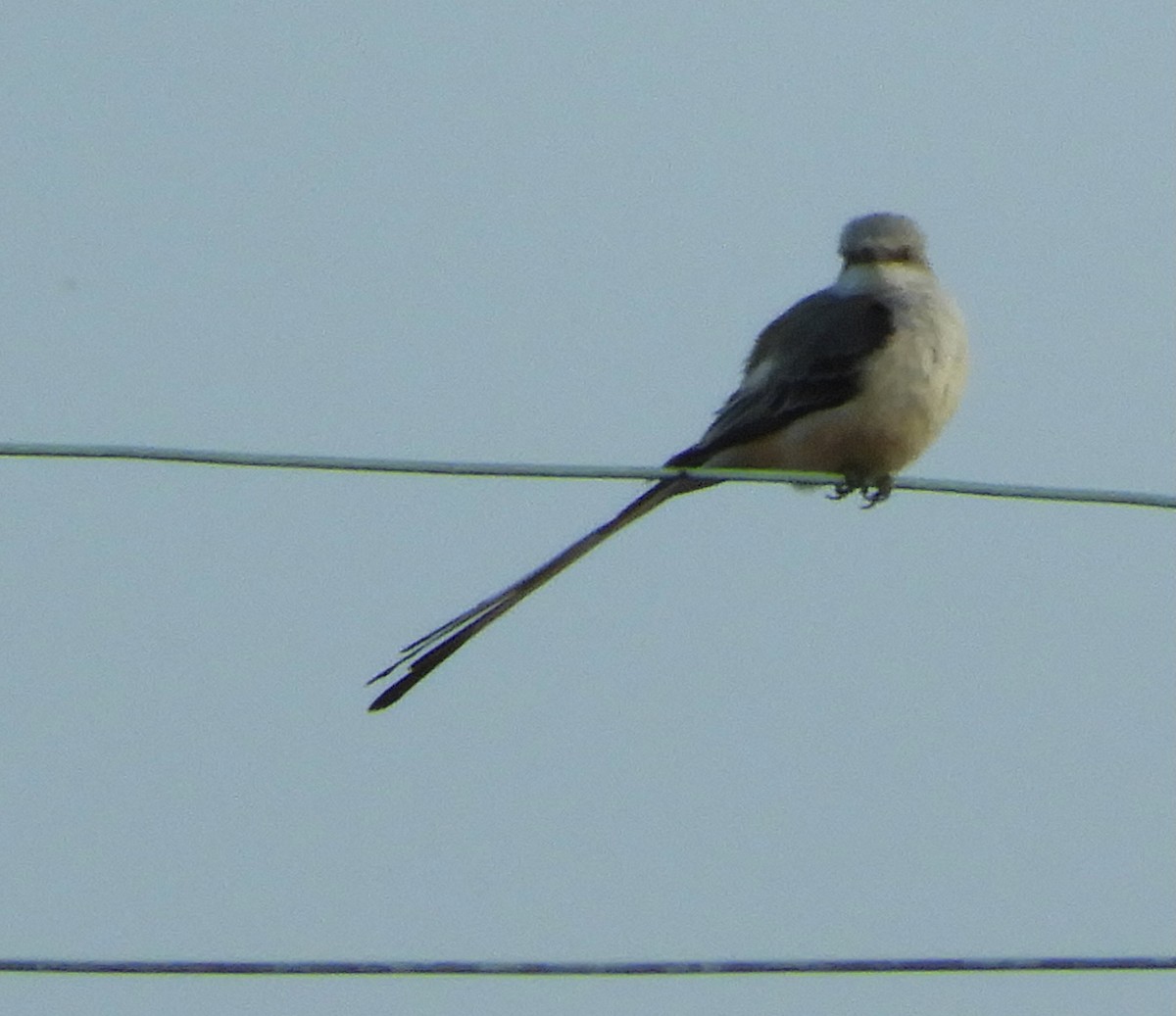 Scissor-tailed Flycatcher - ML644895239