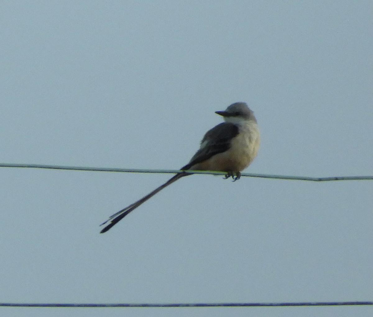 Scissor-tailed Flycatcher - ML644895240