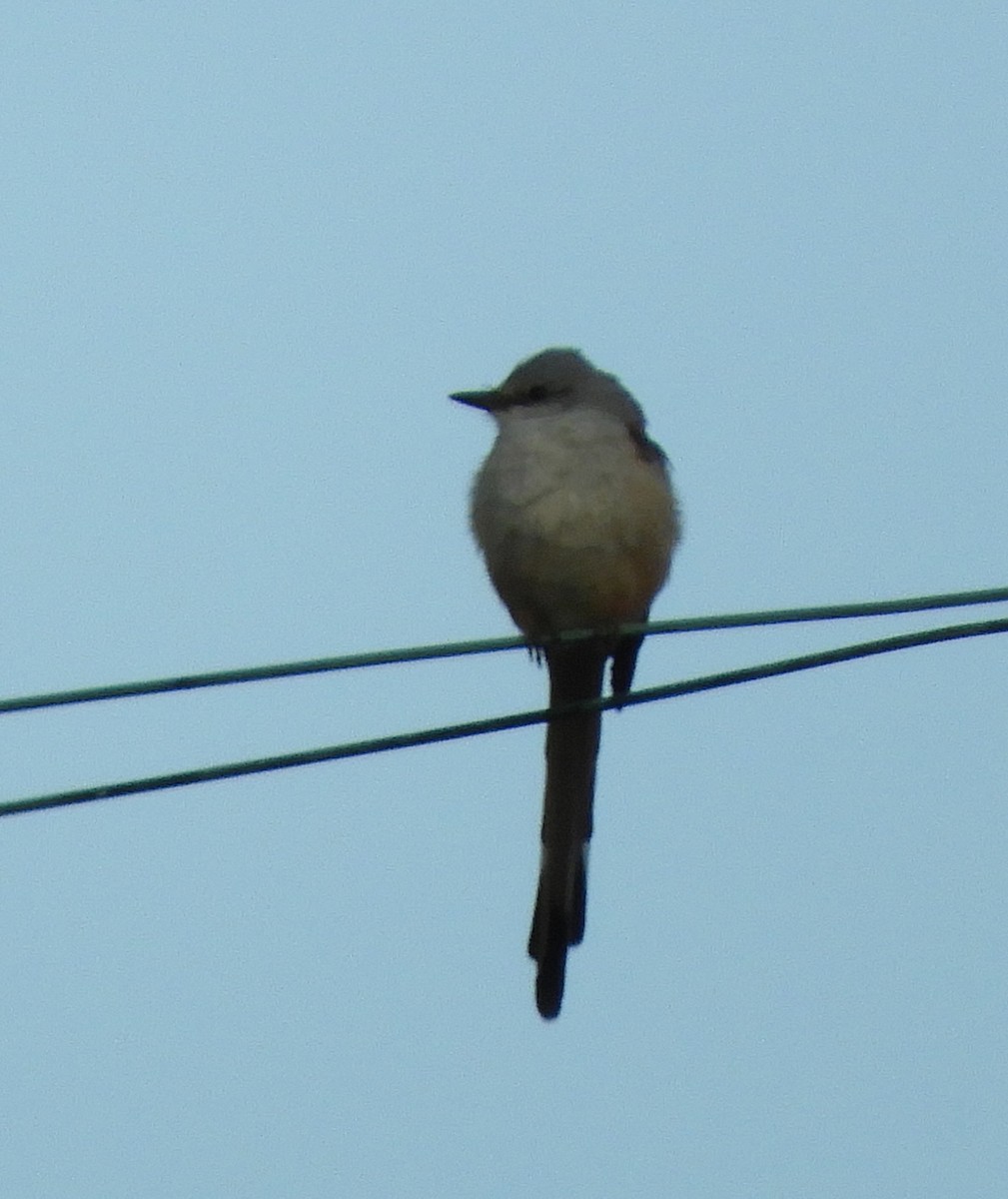 Scissor-tailed Flycatcher - ML644895241