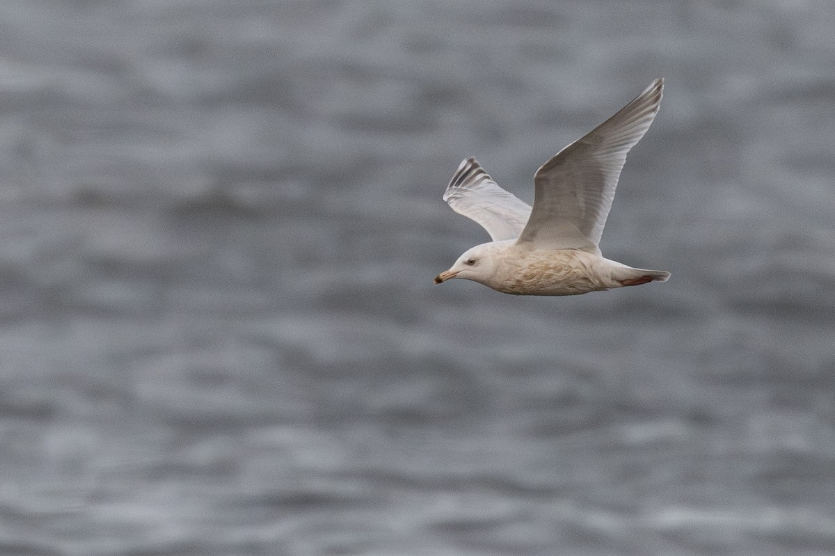 American Herring x Glaucous Gull (hybrid) - ML644895253