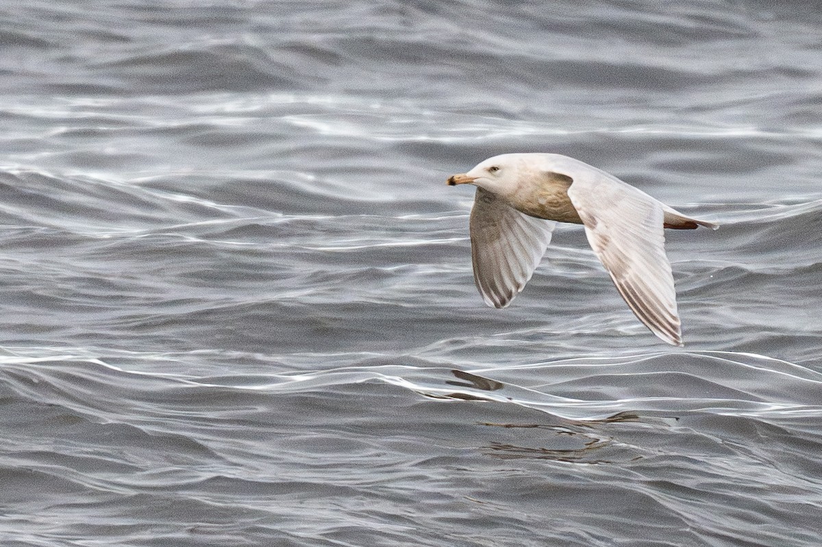 American Herring x Glaucous Gull (hybrid) - ML644895256