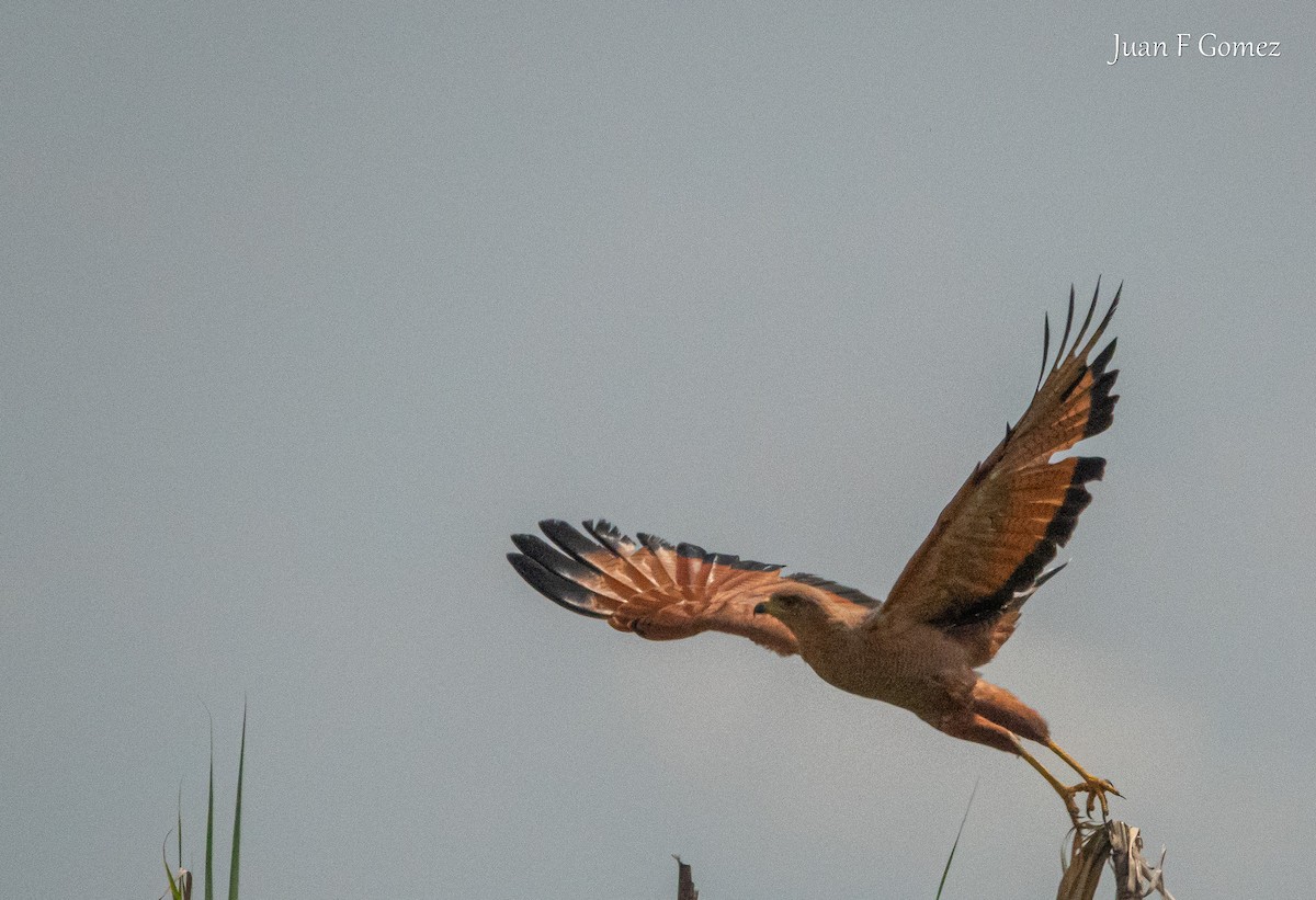 Busardo Sabanero - ML644895259