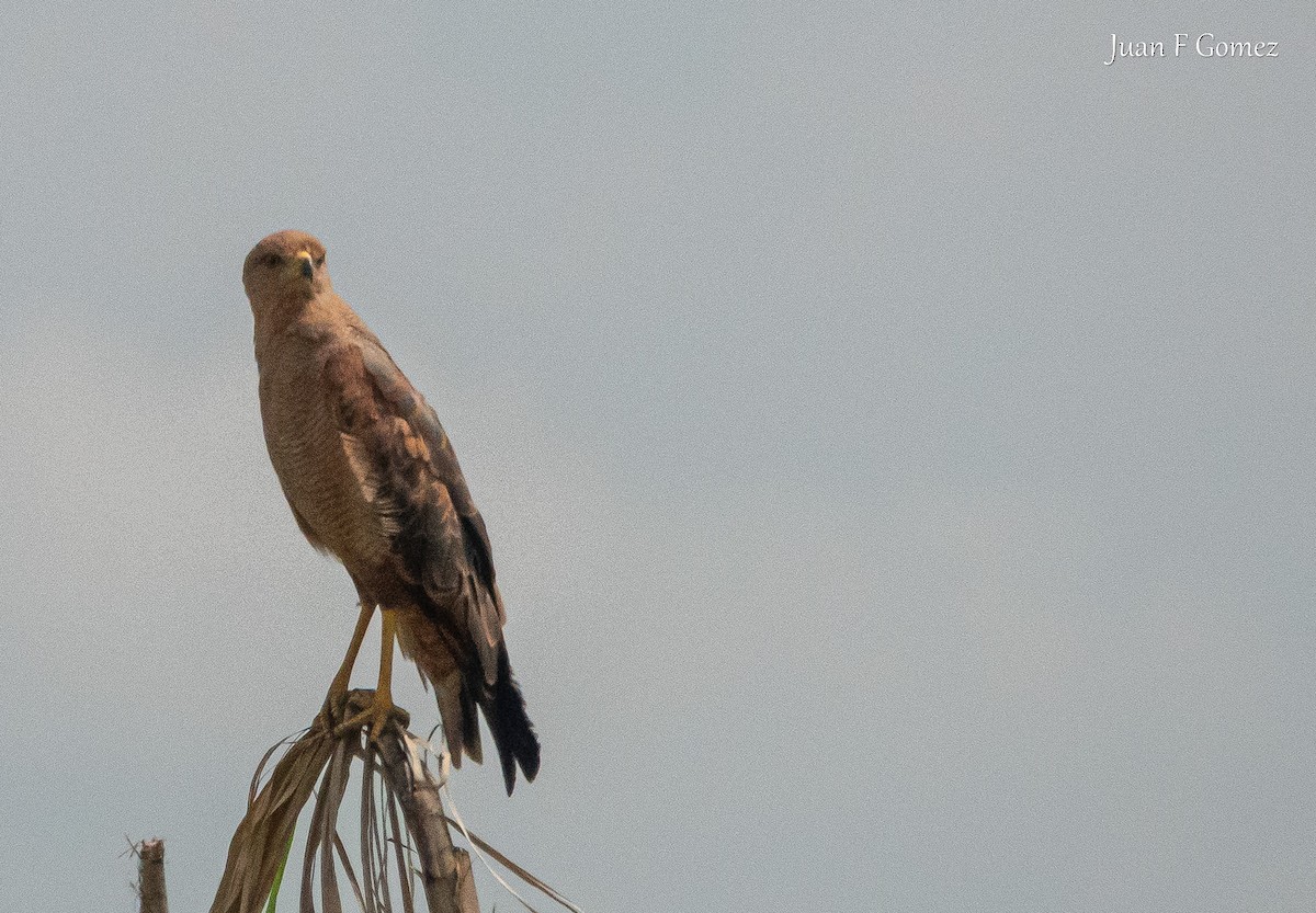 Busardo Sabanero - ML644895260