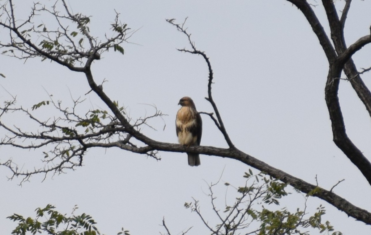 東方鵟 - ML644895263