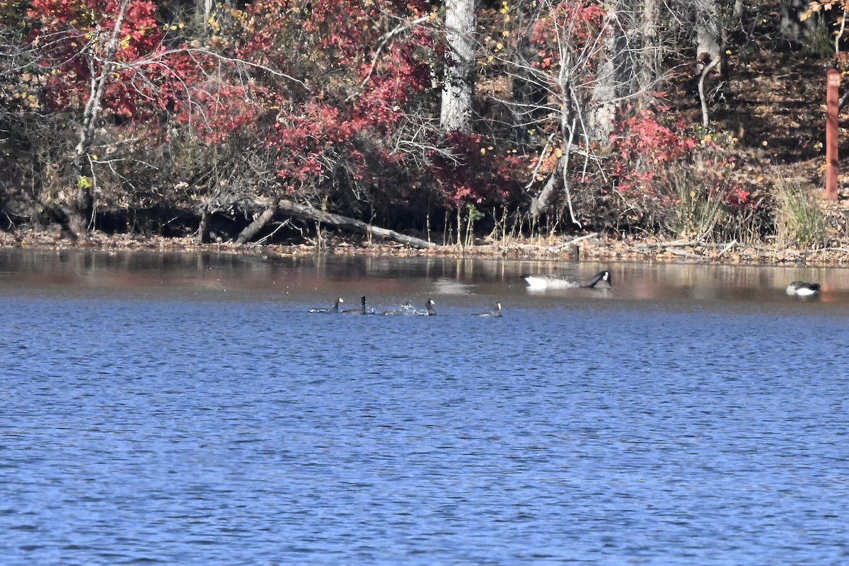 アメリカオオバン - ML644895273