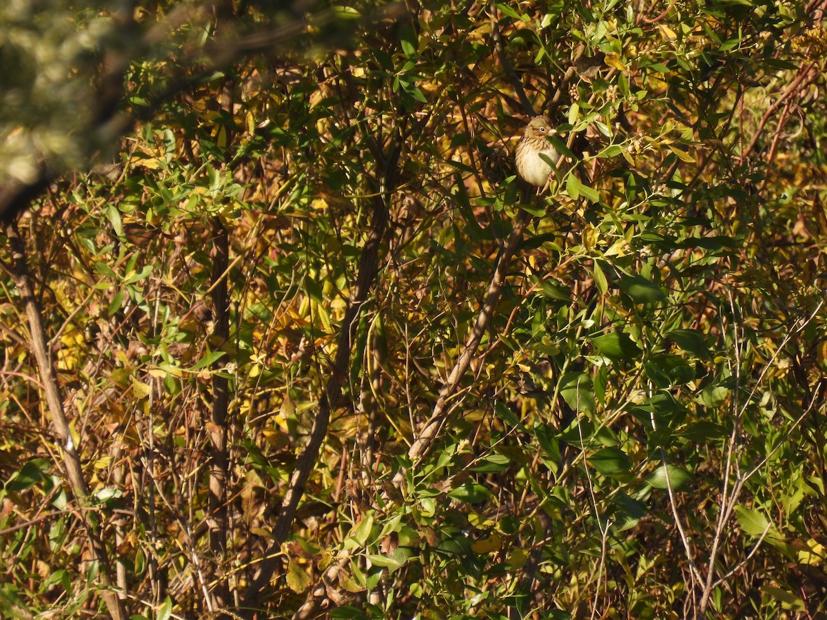 ヒメウタスズメ - ML644895280