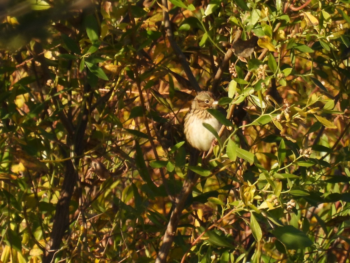 ヒメウタスズメ - ML644895284