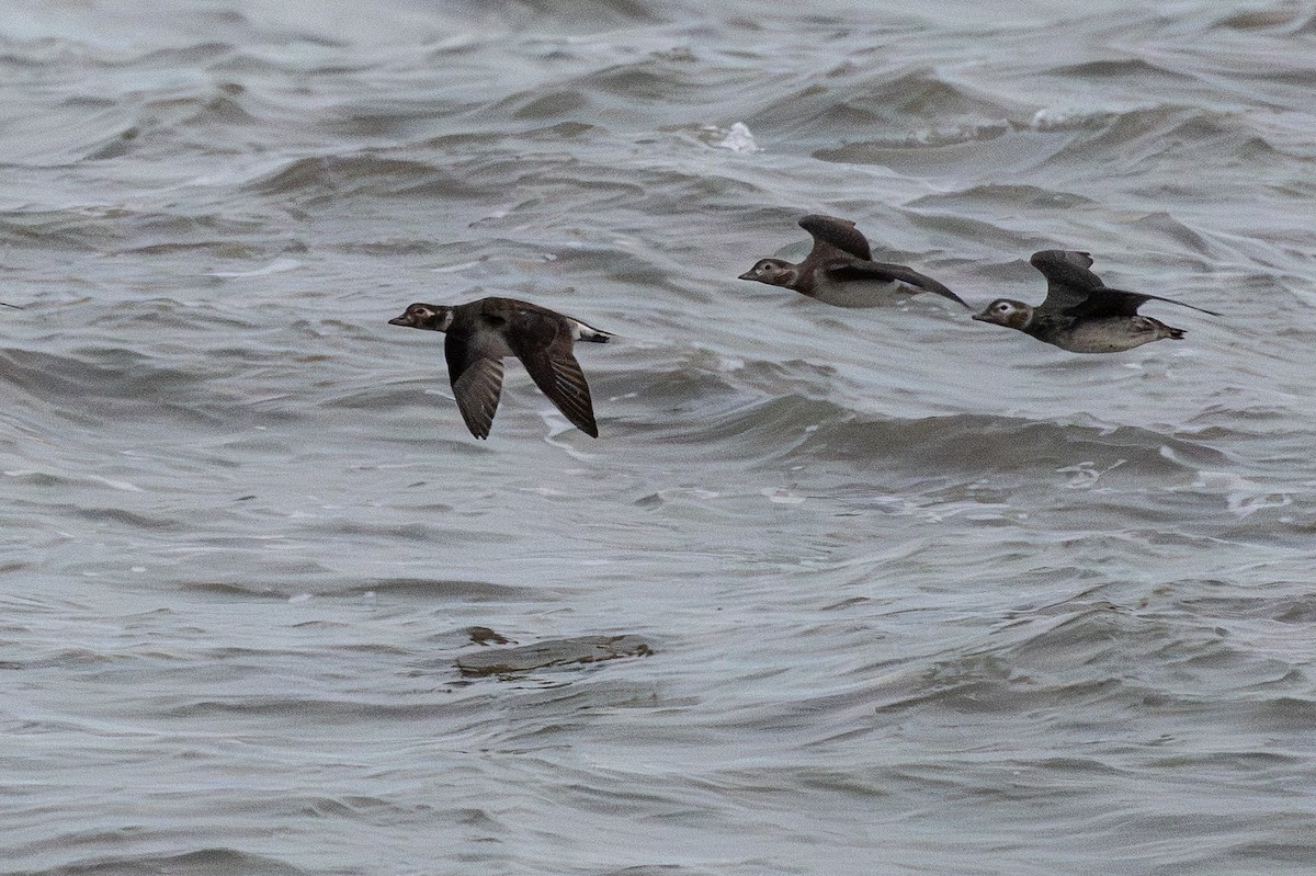 Izotz-ahatea - ML644895300