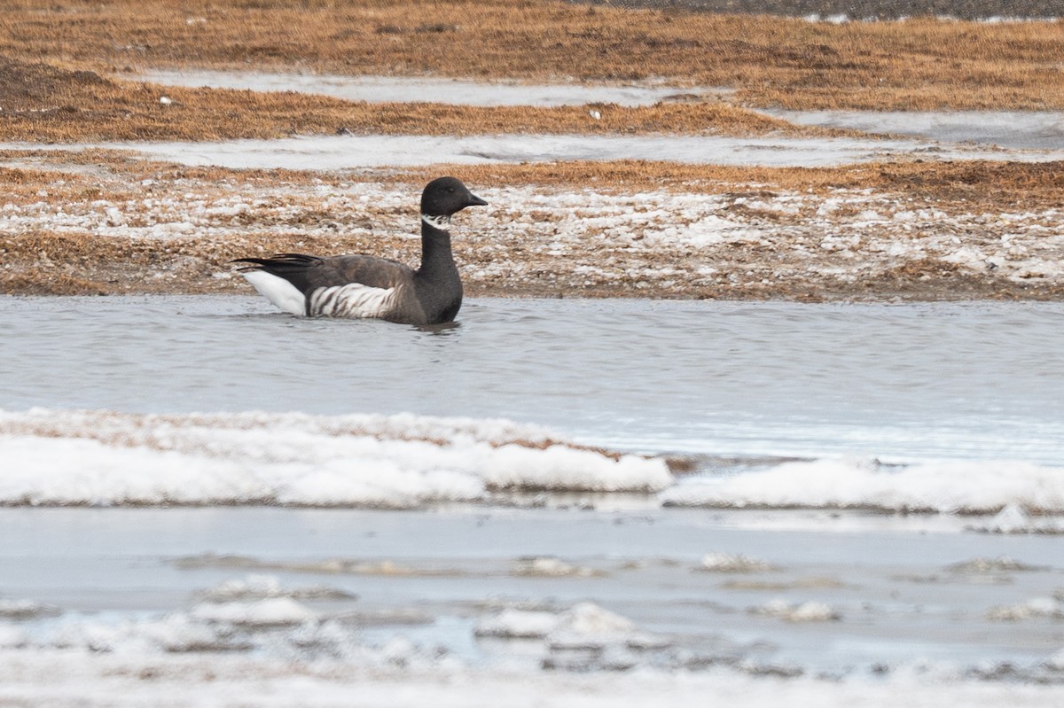 Branta musubeltza - ML644895308