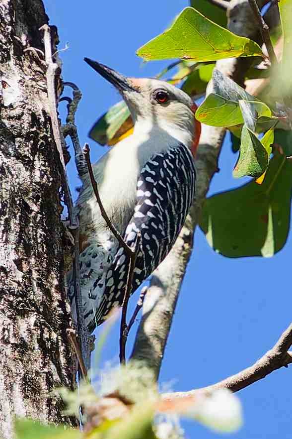 Carpintero de Carolina - ML644895311