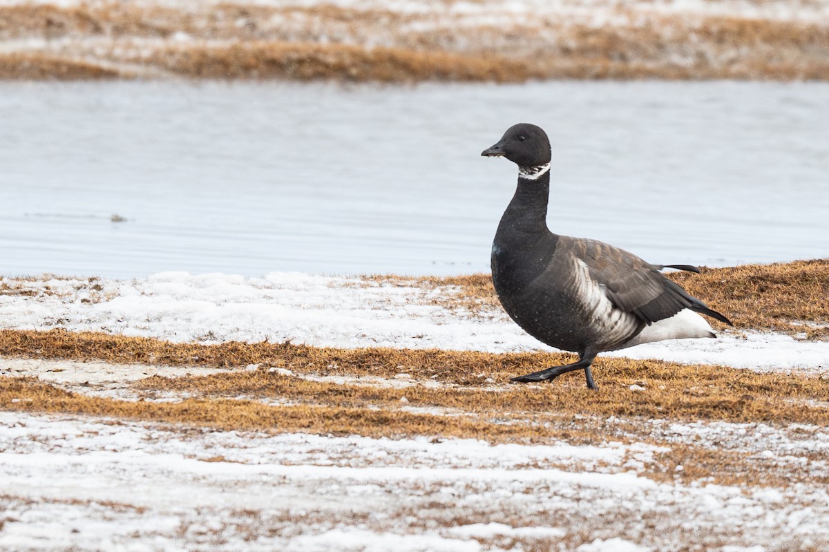 Branta musubeltza - ML644895316