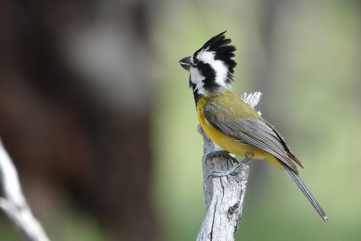 Doğulu Kerpetenkuşu - ML644895322