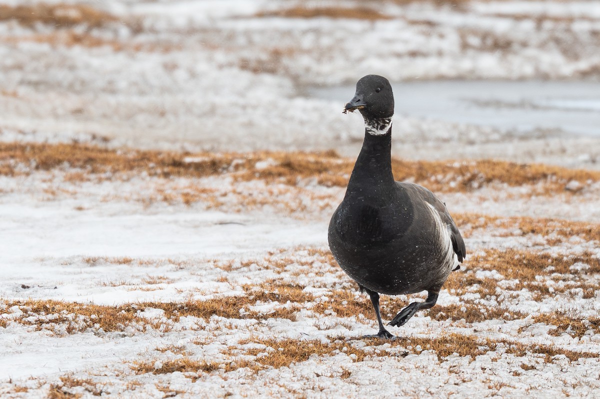 Branta musubeltza - ML644895323