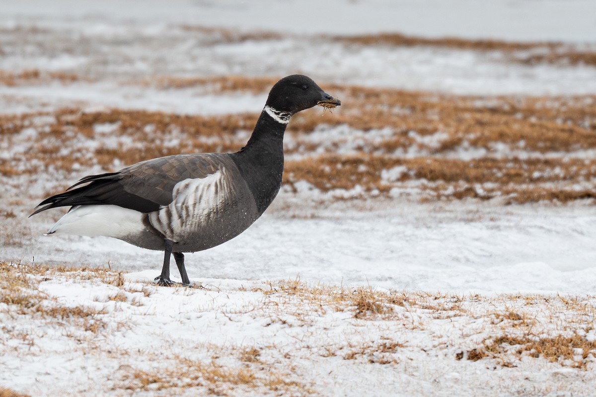 Branta musubeltza - ML644895325