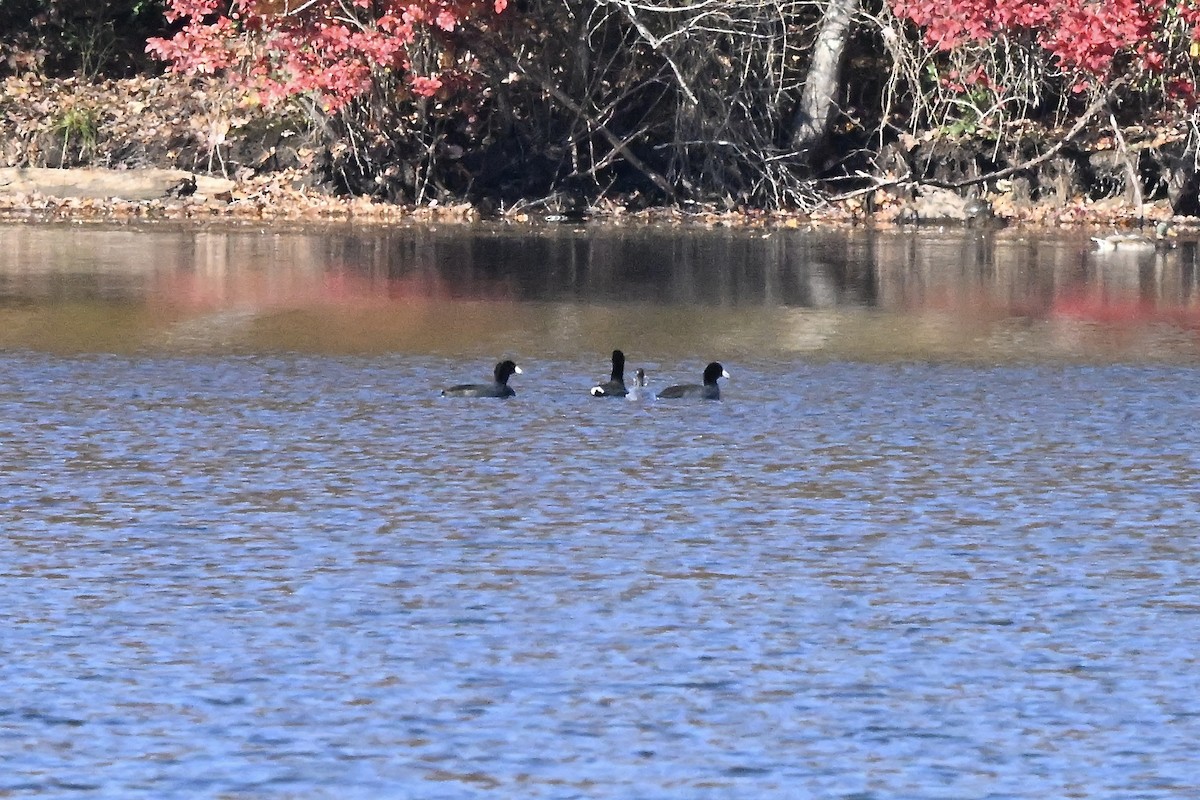 アメリカオオバン - ML644895326