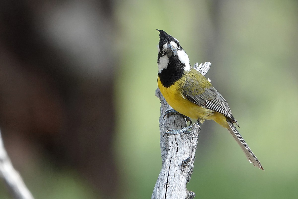 Doğulu Kerpetenkuşu - ML644895327