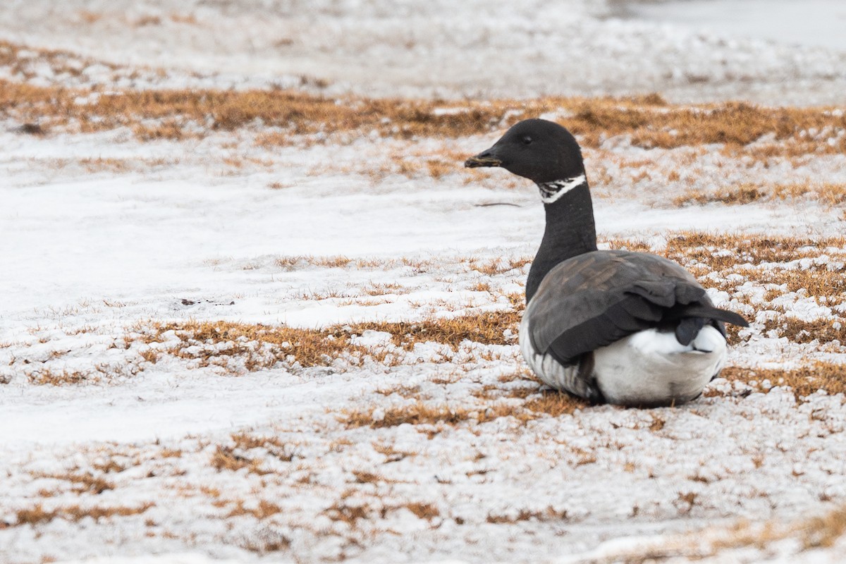 Branta musubeltza - ML644895328