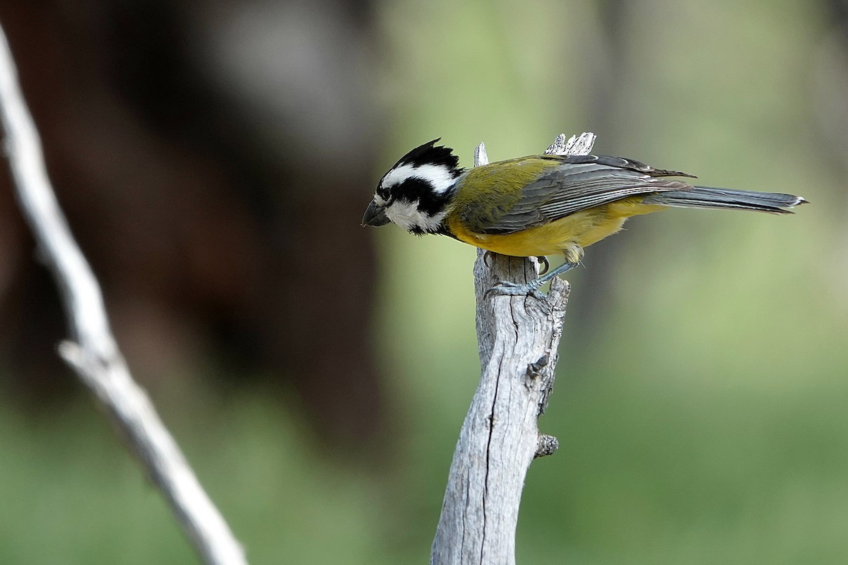 Doğulu Kerpetenkuşu - ML644895331