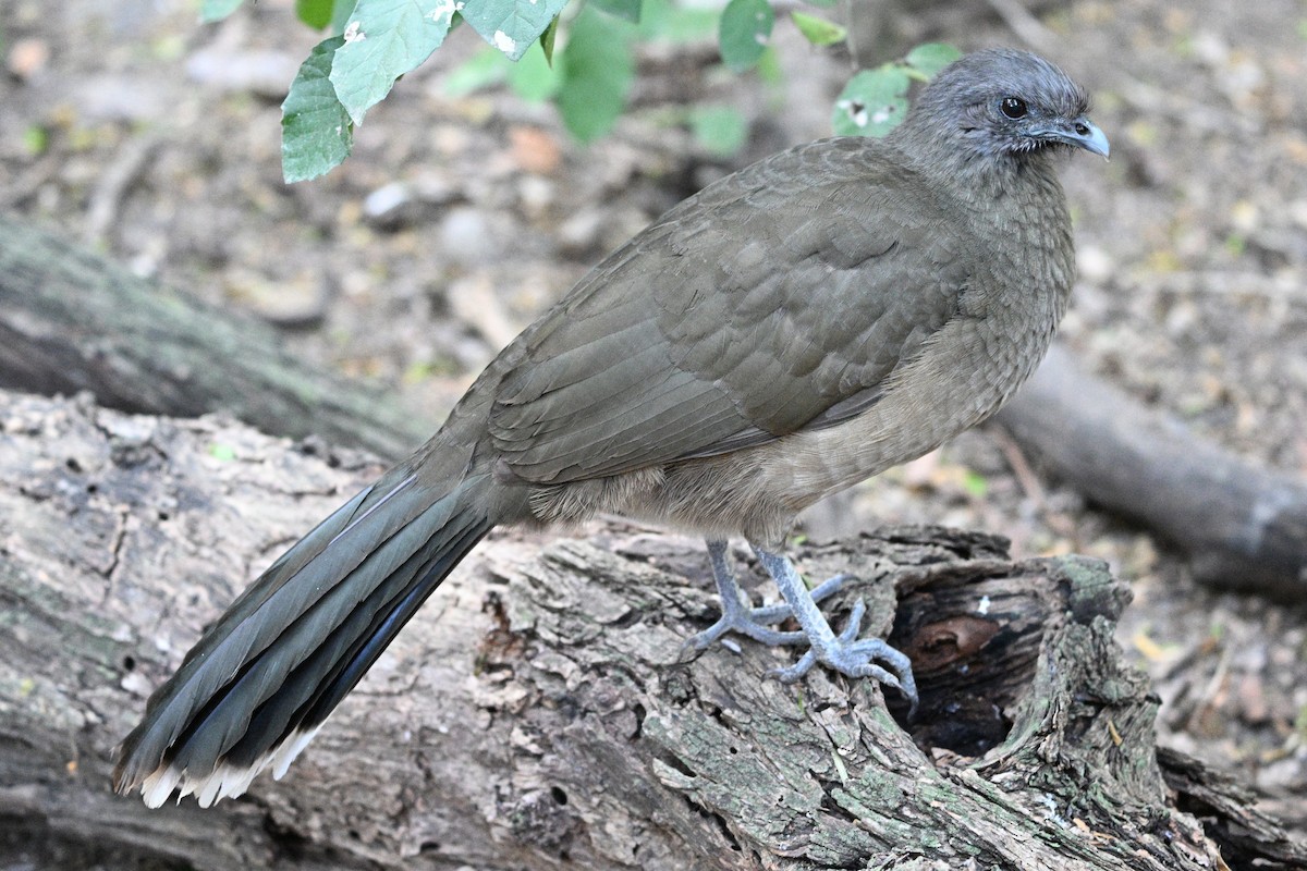 Plain Chachalaca - ML644895336