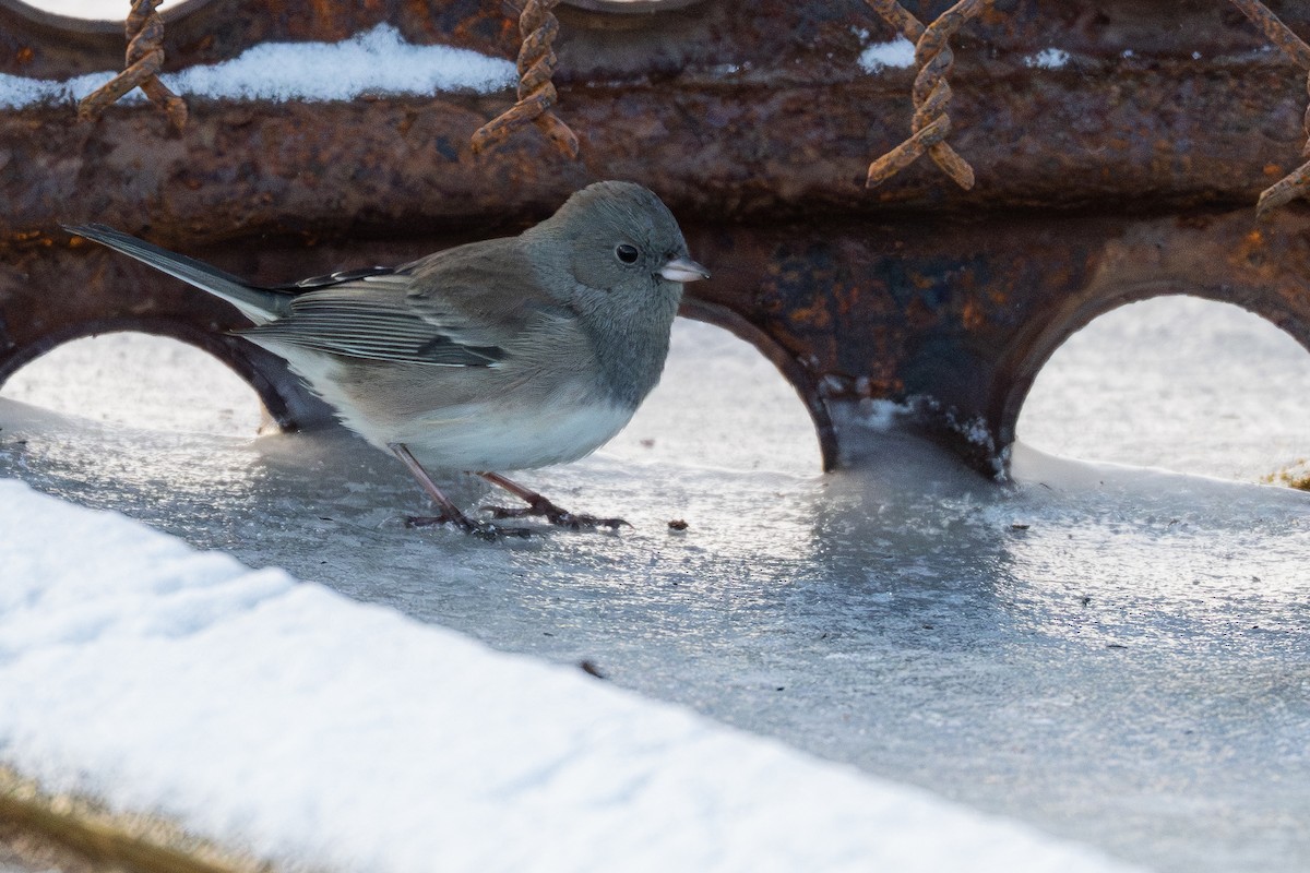 Dark-eyed Junco - ML644895350