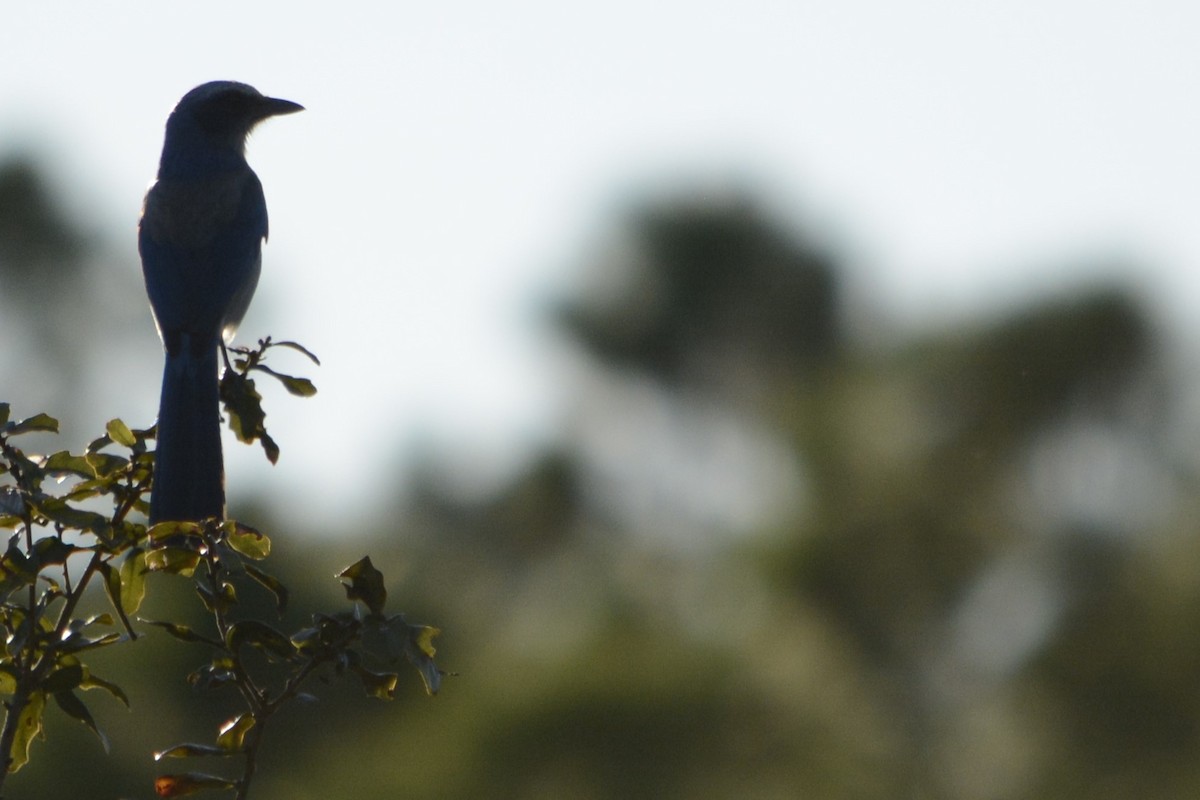Florida Scrub-Jay - ML644895352