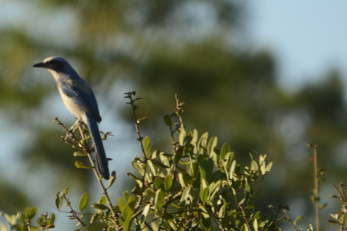 Florida Scrub-Jay - ML644895353
