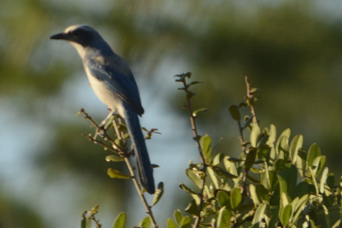 Florida Scrub-Jay - ML644895354
