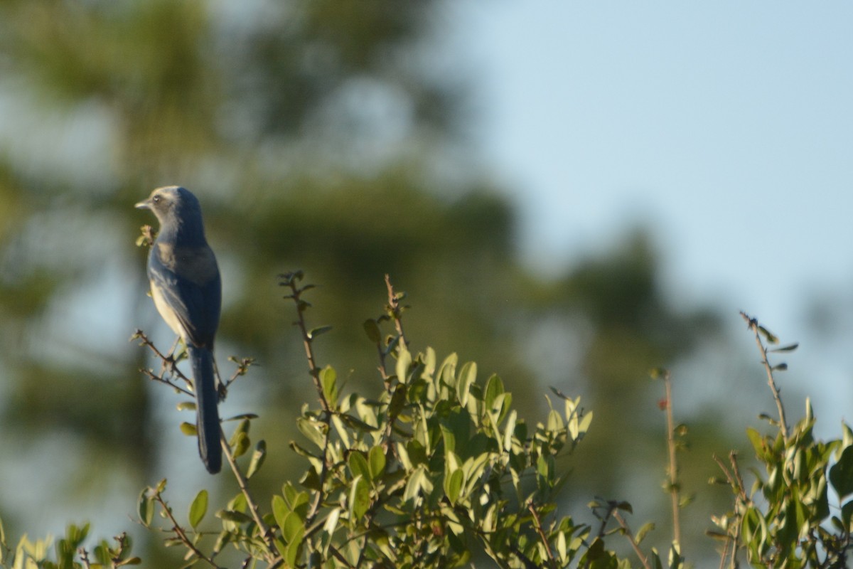 Florida Scrub-Jay - ML644895355