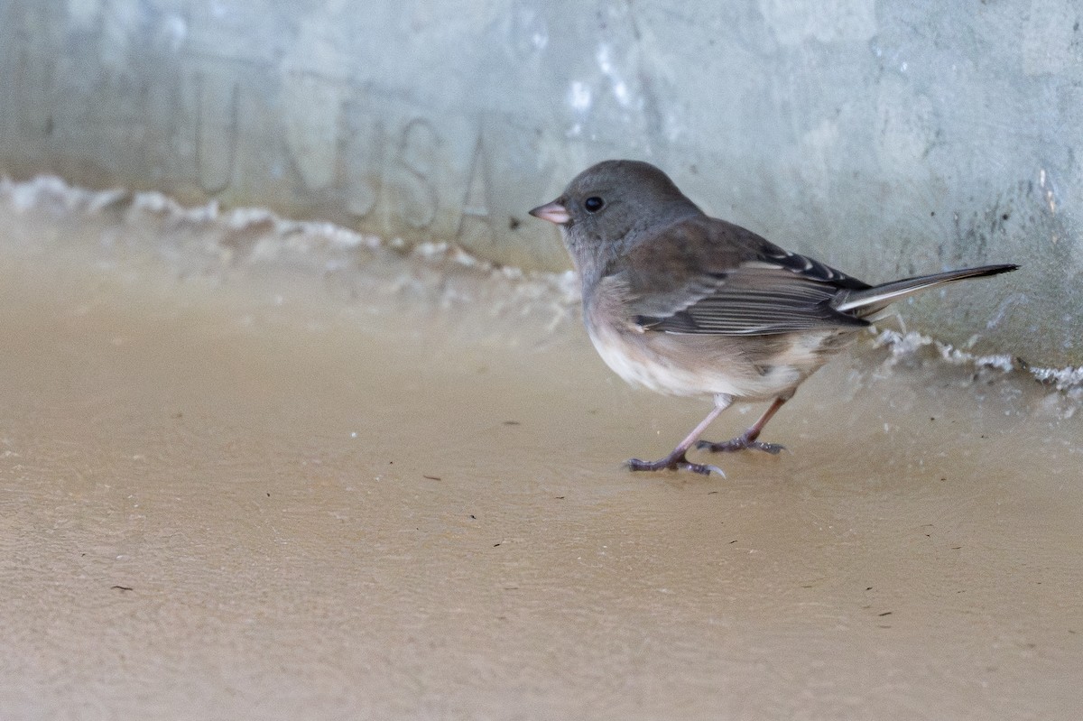 Dark-eyed Junco - ML644895359
