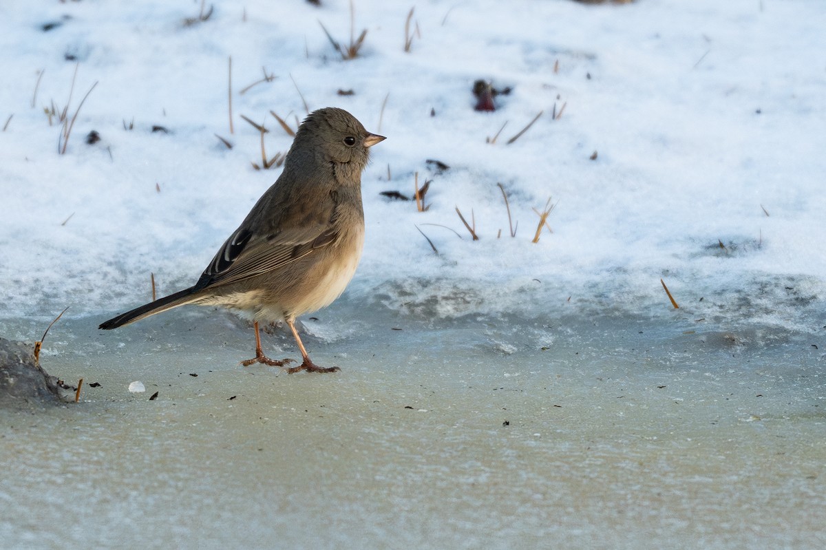 Dark-eyed Junco - ML644895361