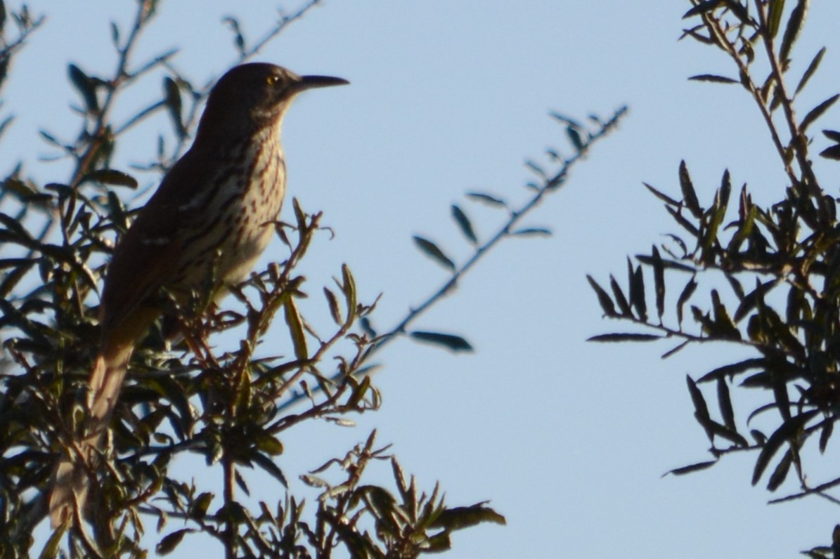 Brown Thrasher - ML644895364