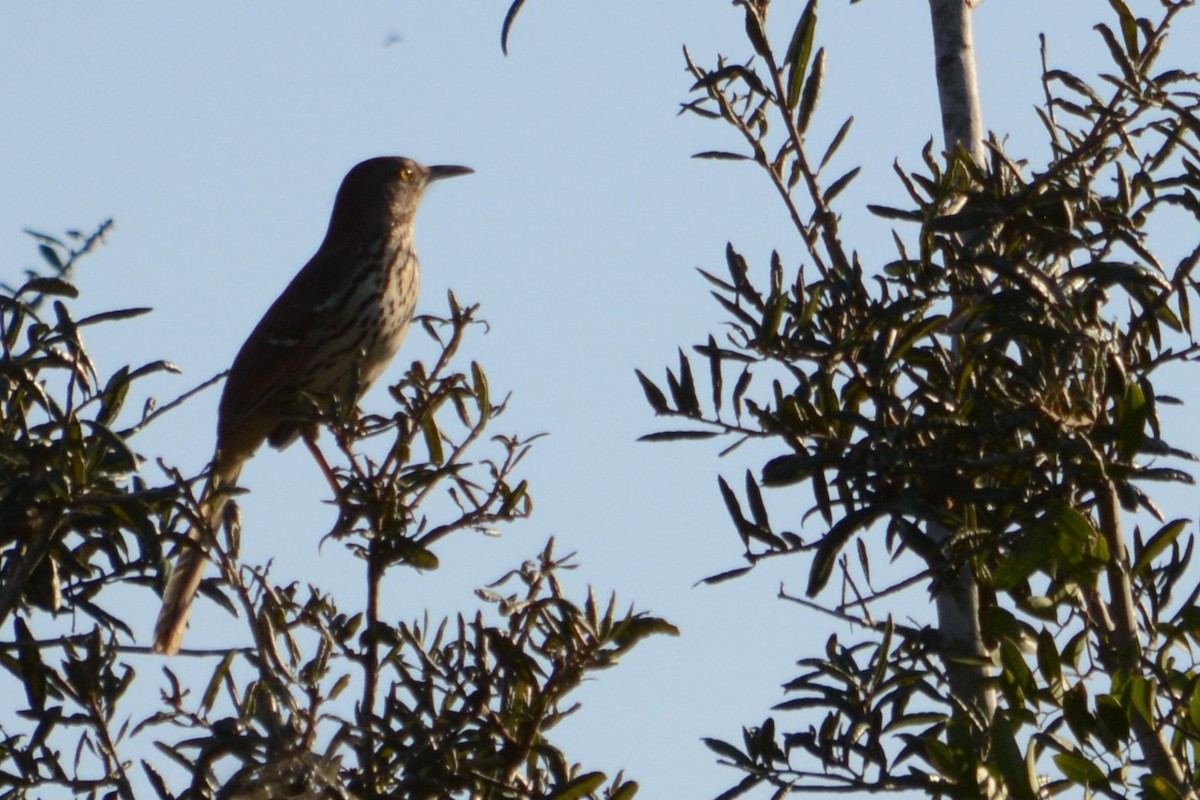 Brown Thrasher - ML644895365